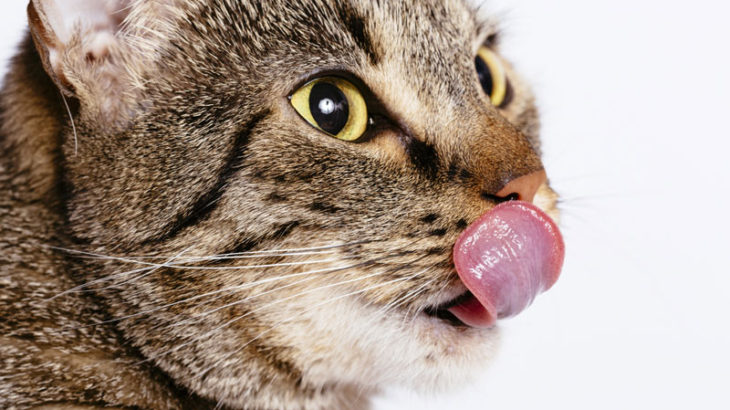 猫は本当に猫舌？ひょっとして演技？