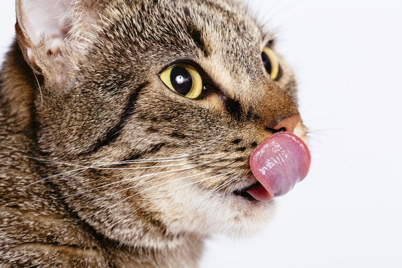 猫の舌は本当に「猫舌」？